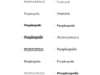 Peopleopolis Font Options